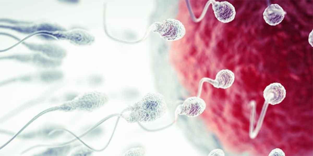 Intrauterine Insemination (IUI)