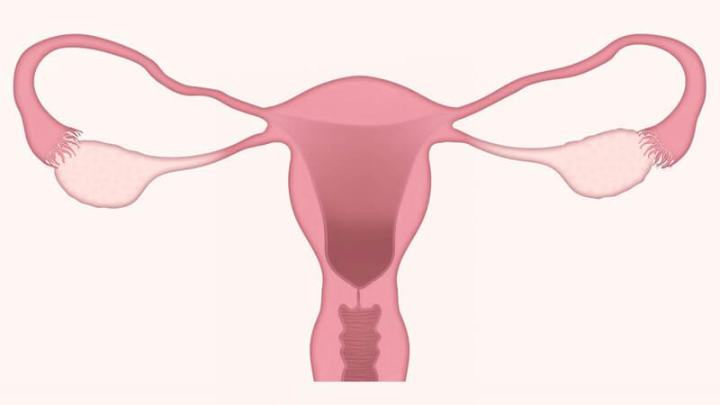 What is a Transvaginal Ultrasound?