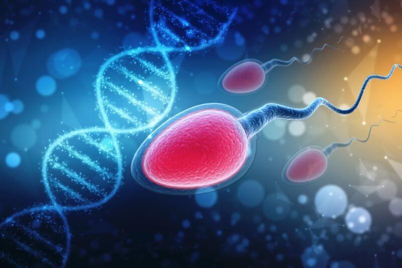 What is Sperm DNA Fragmentation Test?