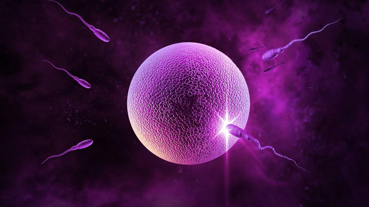 What is Artificial Insemination?