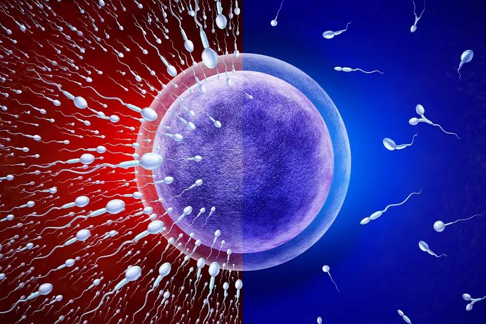 Environmental Factors and Their Impact on Fertility