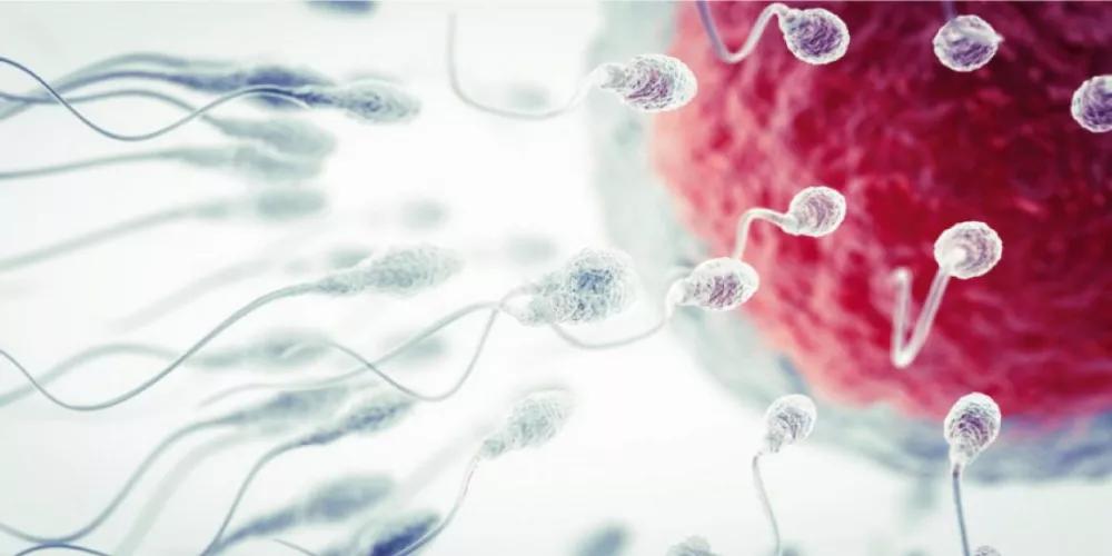 What is the Anti-Sperm Antibodies (ASA) Test?