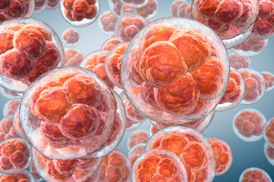 What is Time-Lapse Imaging and Its Importance in Embryo Development?
